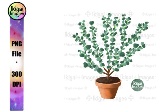Download Eucalyptus, Potted Plant, Greenery, PNG - Premium Resources